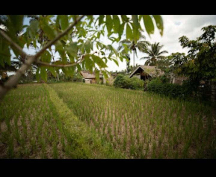 Citra Homestay Tetebatu Dış mekan fotoğraf